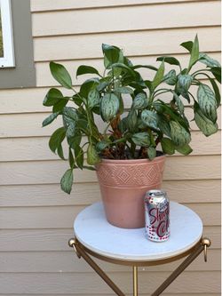 Chinese Evergreen “silver queen”