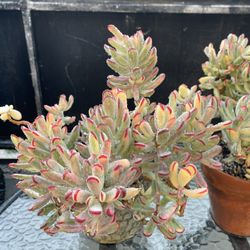 Succulent 
