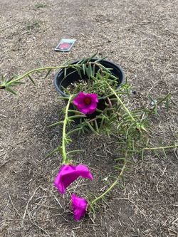 Portulaca Flowers