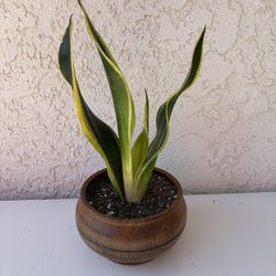 Sansevieria Black Gold