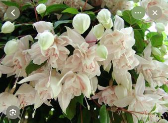 4” fucshia marshmallow plant ( first pic is example of the flower