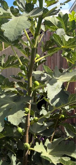 Fig tree! Freeeee!