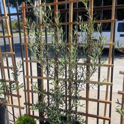 Trellis