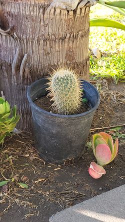 Cactus Plant