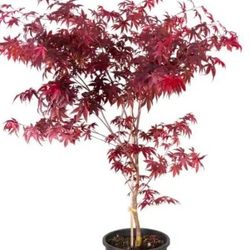 Japanese Maple Tree
