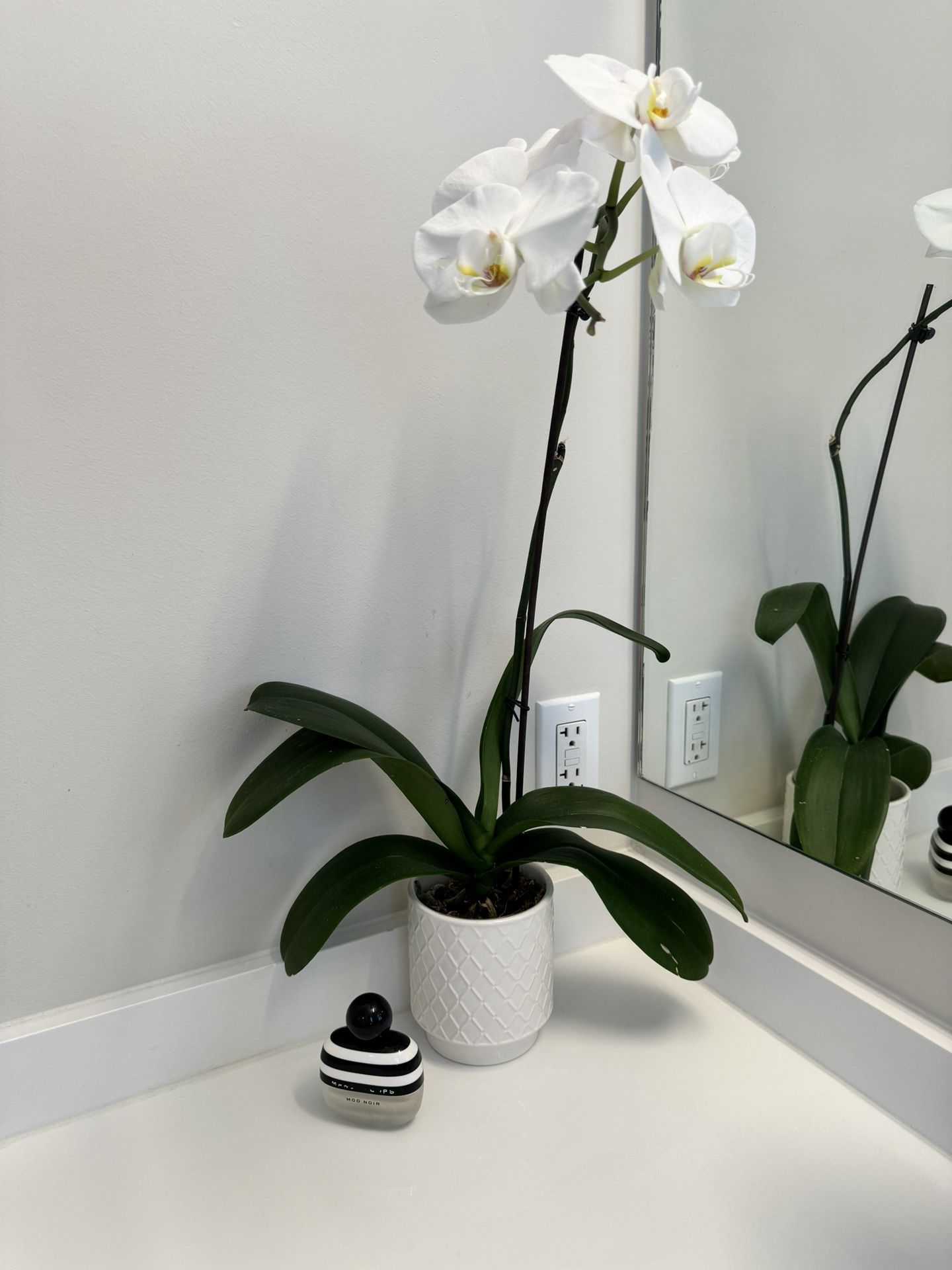 16” White Orchid Pot And Plant