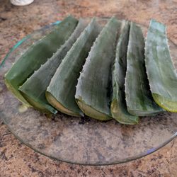Freshly Cut Plump Beautiful Aloe Leaves. Mature Plants. Organic. Medicinal 