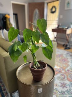 Philodendron giganteum