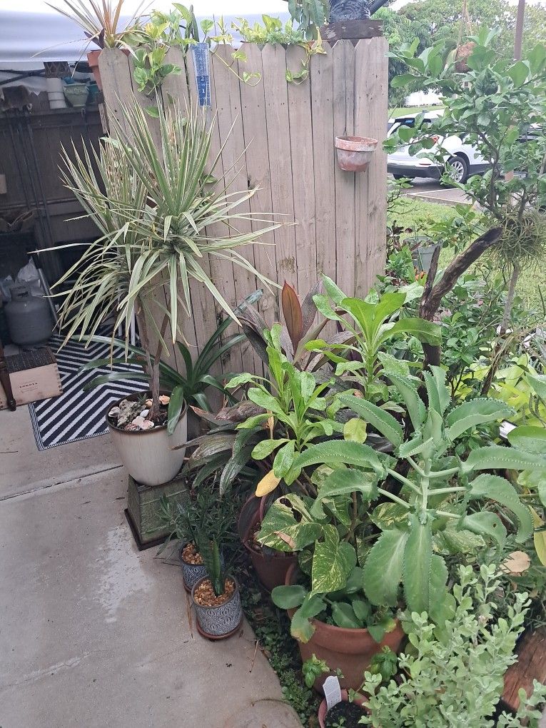 Plant Sale. Everything Must Go