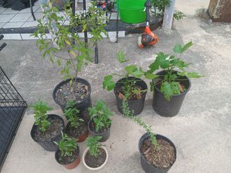 Tengo estasbplantas alpaca, 5.00 c/U. Chaya 10.00 C/U. Mucle 25.00