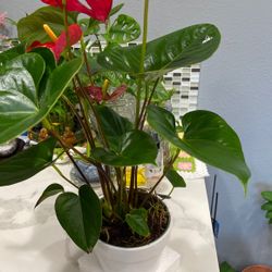 Anthurium with Red Flower In 6 Inches Plastic Pot With 6 Inches Ceramic Pot