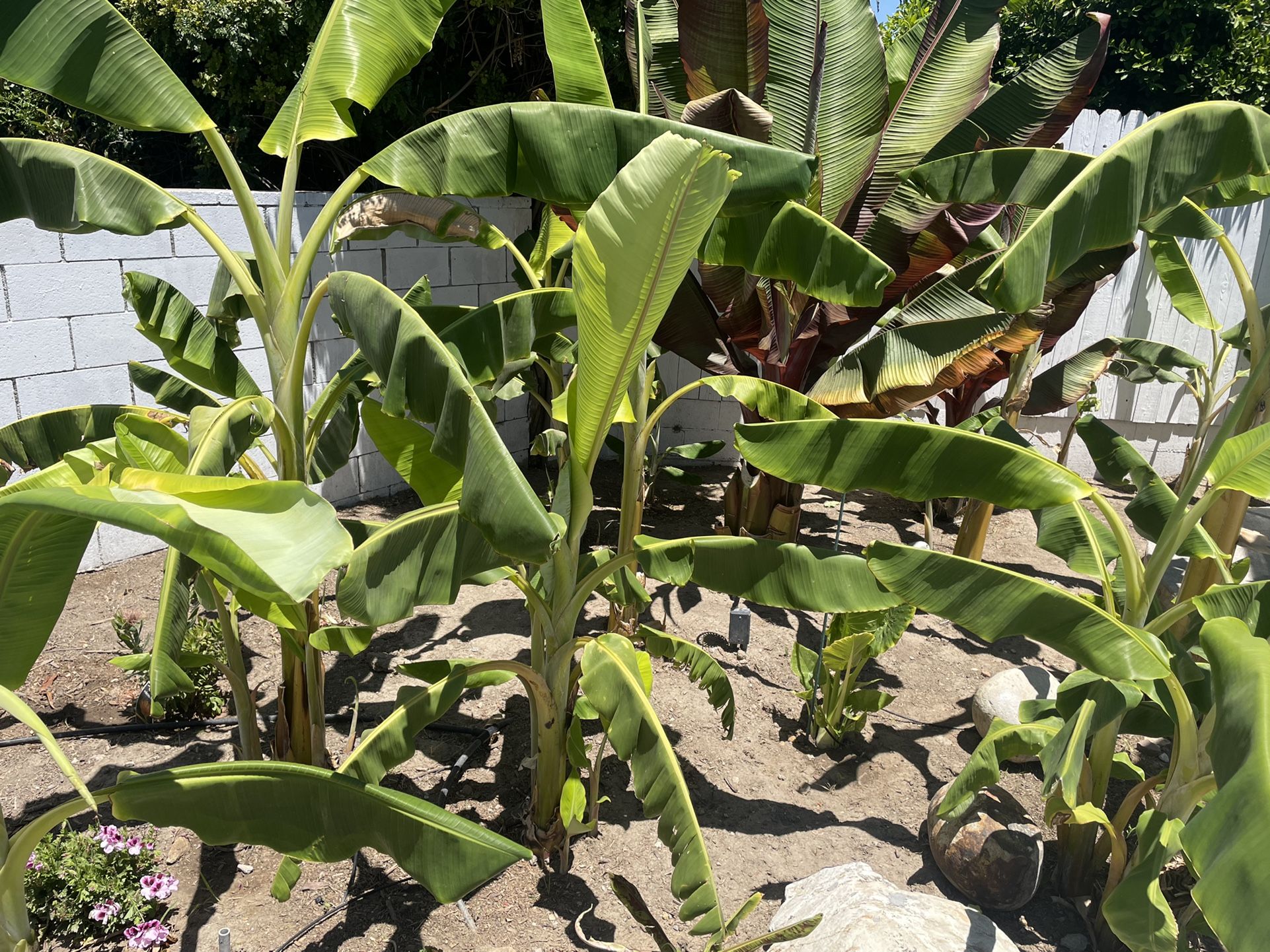 Bananas Y