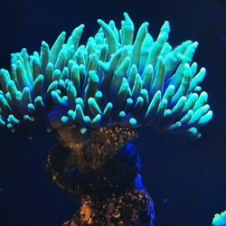 Australian Neon Green TORCH Decorations 