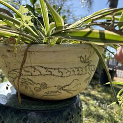 Mix Of Plants Inside an Handmade Studio Artist Dragon Pot Includes Buddha And Obsidian Stones, Potted Succulents,Spider Plant, Queen Of The Night
