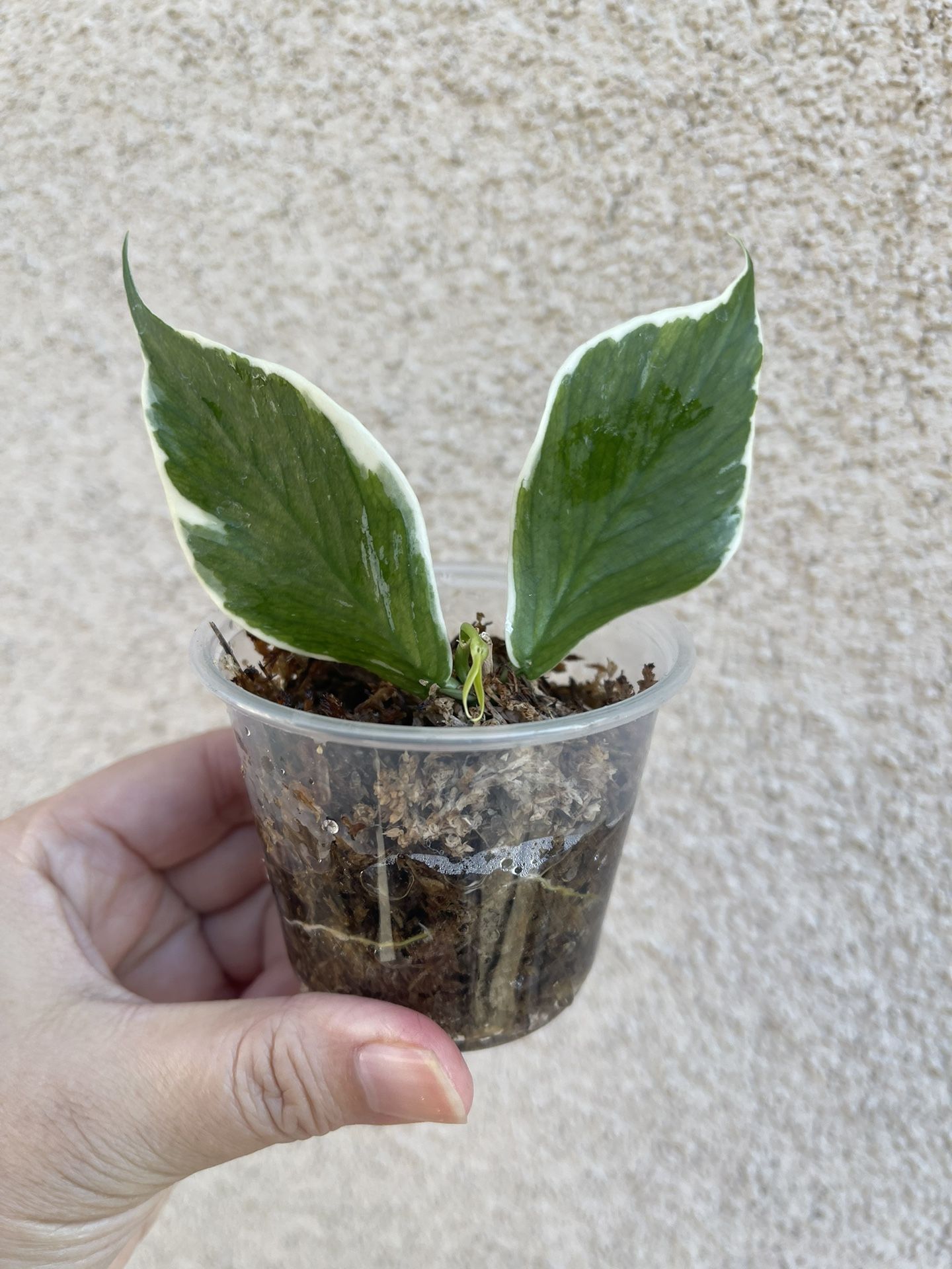Hoya Albo Polyneura Plant