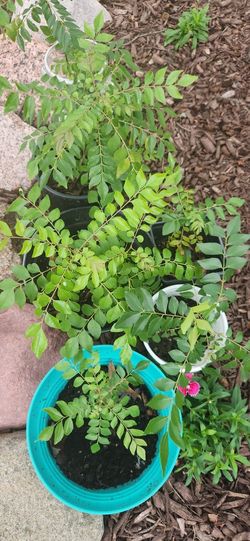 Healthy Curry Leaves Plants- Various Sizes