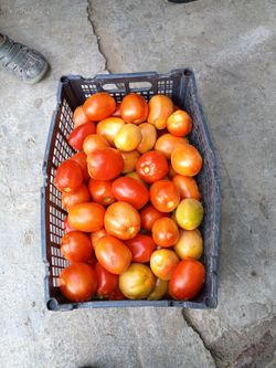 Tomato , tomate  Roma a 8