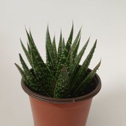 Succulent  for Sale! 🌵