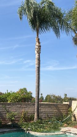 Tree and Palm tree