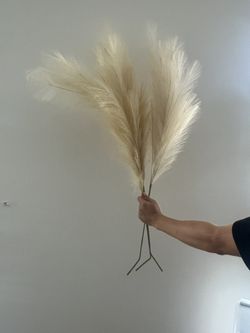Pampas