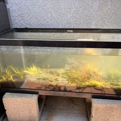 Free Aquarium -10gal