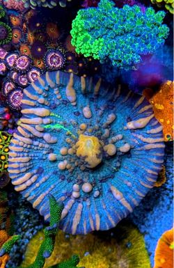 Frags. Cosmic candy bounce chalice. Fake corals