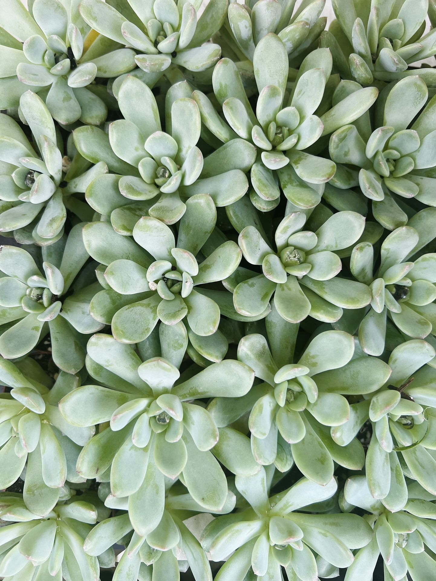 Blue Succulents