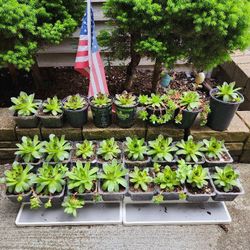 Hens & Chicks Succulents-$4 each Or 3 for $10 