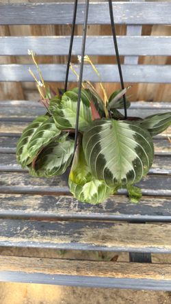 Plant