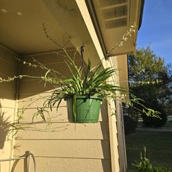 Spider Plants $15 For Larger & $10 For Other One 