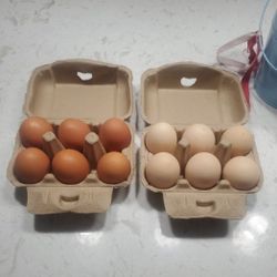 Egg Cartons