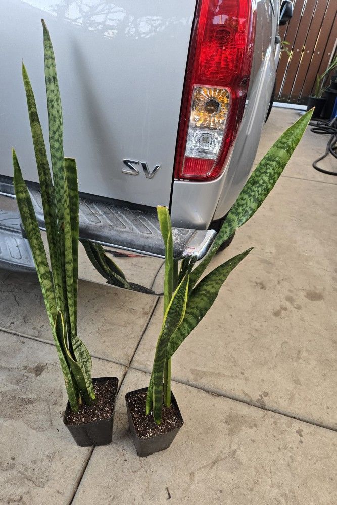 Snake plant