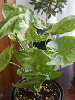 Delray Plants Arrowhead Vine (Nephthytis) in Pot