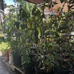 Plantas De Huallabos Blanco O Rosita Disponible 