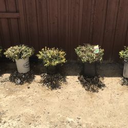 Dwarf Wheeler’s Plant