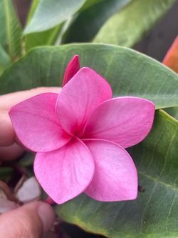 Plumeria cuttings