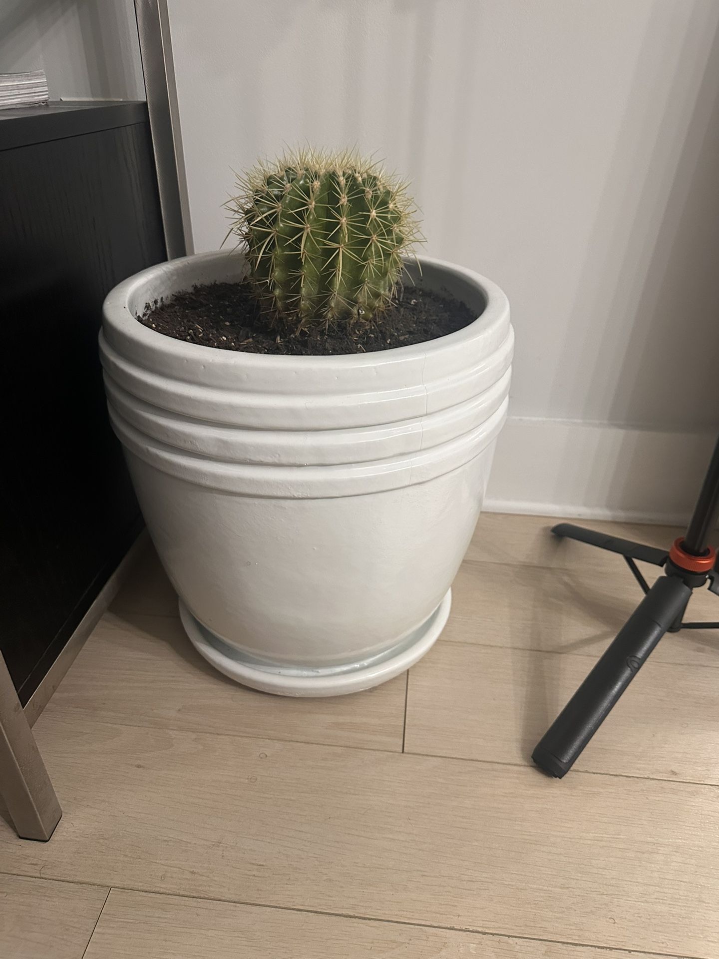 Flower Pot