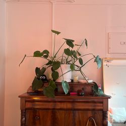 Large Monstera House Plant