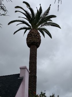 Pam Tree 