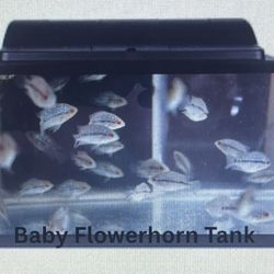 Fish Tank 