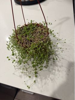 Free plants