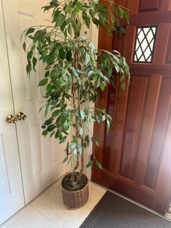 Ficus plant