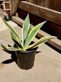 Variegated Century Plant (Agave americana )