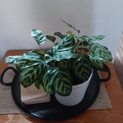 2 Plants In Pots/ Pots Terra Cotta & Plastic with Terra Cotta Dish 