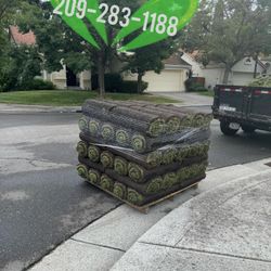 Best QUALITY Sod 