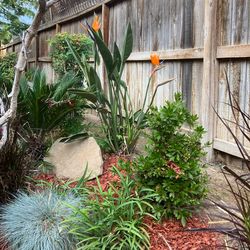 Bird Of Paradise $65 Each (offer)