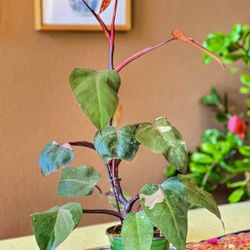 Pink Princess Philodendron 