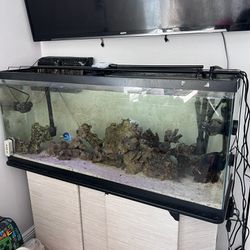 saltwater fish tank