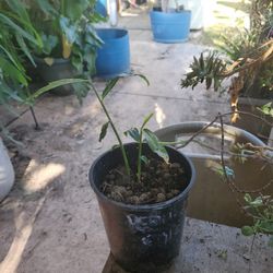 Small Peruvian Ginger Blue