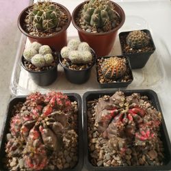 Many Cacti And Succulent 